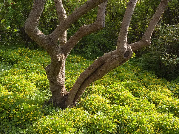 400151 - Cornelian cherry (Cornus mas) and Waldsteinia geoides