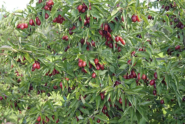 535339 - Cornelian cherry (Cornus mas 'Jolico')