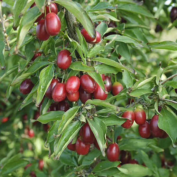 535340 - Cornelian cherry (Cornus mas 'Jolico')