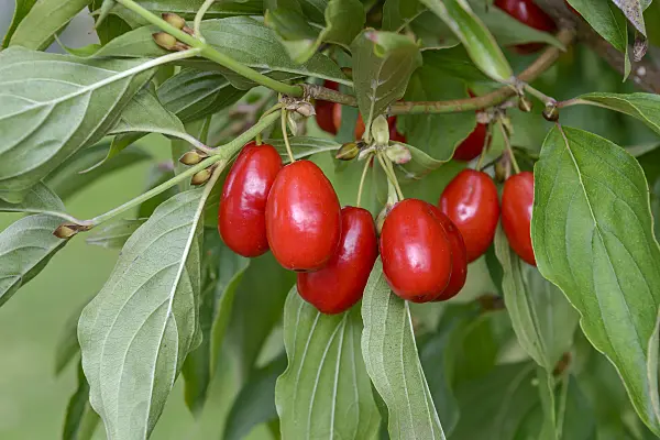 558085 - Cornelian cherry (Cornus mas 'Jolico')