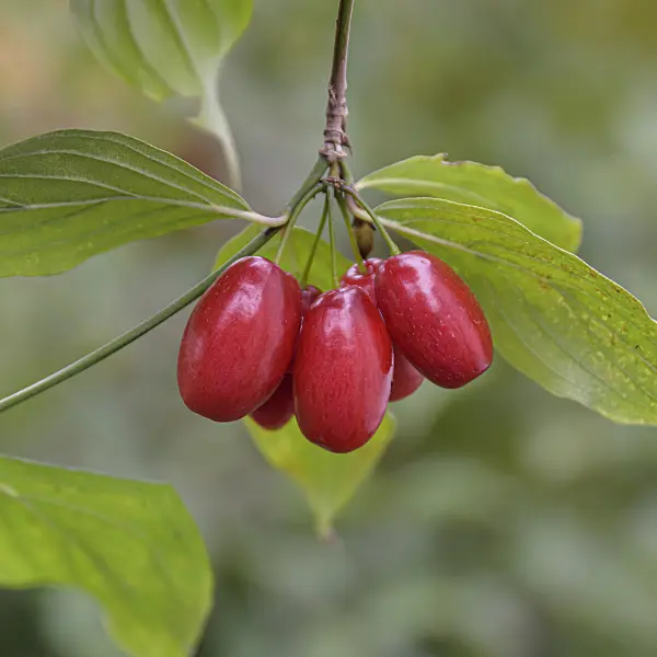 607034 - Cornelian cherry (Cornus mas 'Jolico')