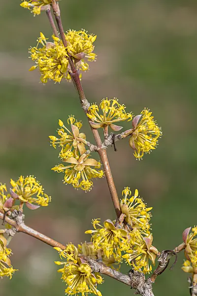 664101 - Cornelian cherry (Cornus mas 'Jolico')
