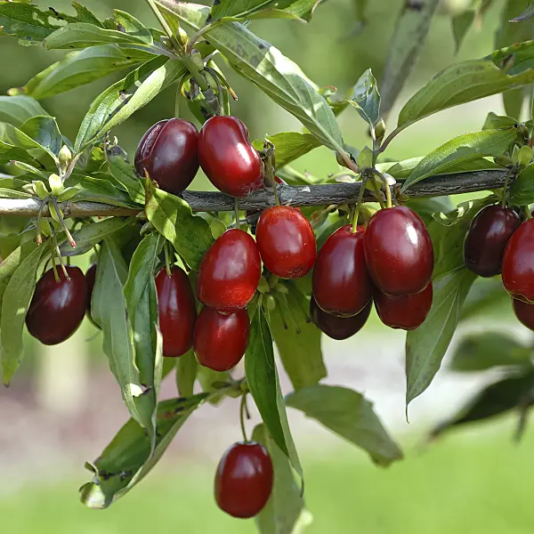 471380 - Cornelian cherry (Cornus mas 'Kasanlak')