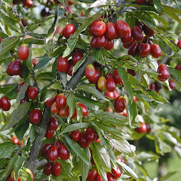 471381 - Cornelian cherry (Cornus mas 'Kasanlak')