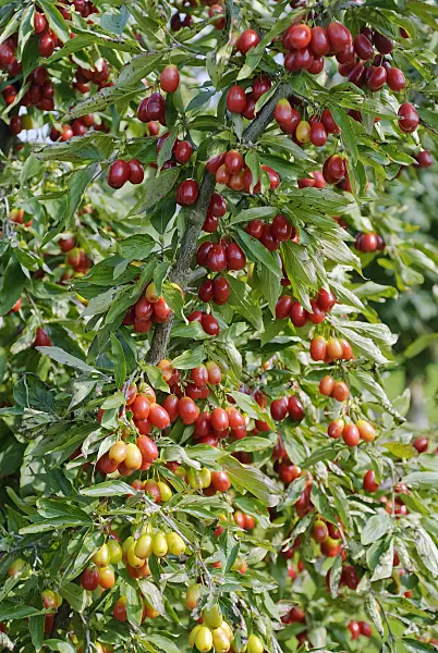 497375 - Cornelian cherry (Cornus mas 'Kasanlak')