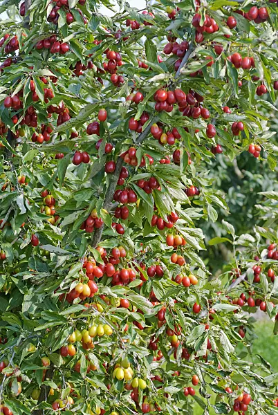 497376 - Cornelian cherry (Cornus mas 'Kasanlak')