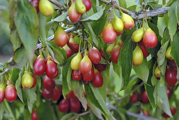 471382 - Cornelian cherry (Cornus mas 'Schönbrunner Gourmetdirndl')