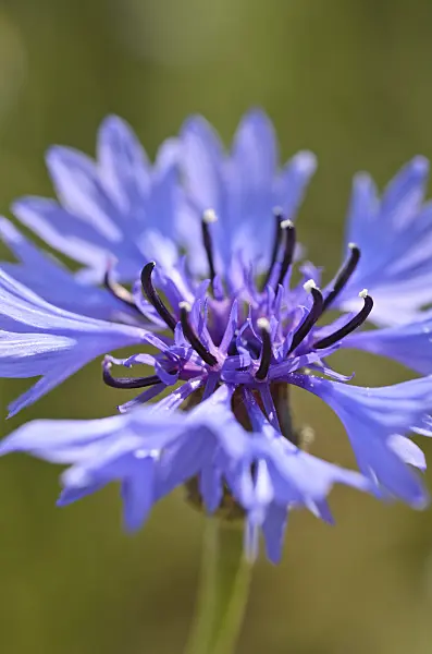 496366 - Cornflower (Centaurea cyanus)