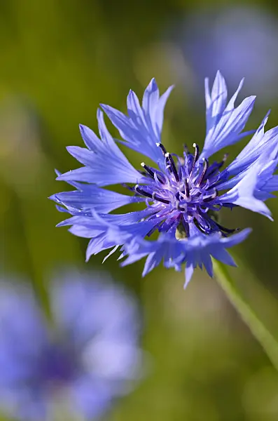 521036 - Cornflower (Centaurea cyanus)