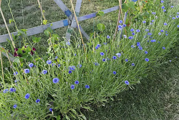 534132 - Cornflower (Centaurea cyanus)