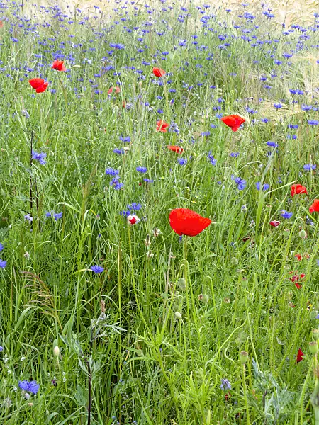 485172 - Cornflower (Centaurea cyanus) and corn poppy (Papaver rhoeas)