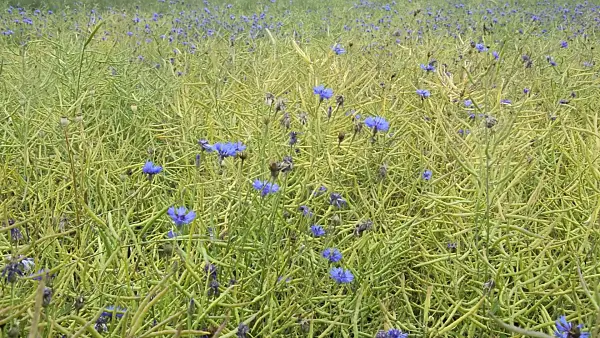 509199 - Cornflower (Centaurea cyanus) and rape (Brassica napus subsp. oleifera)