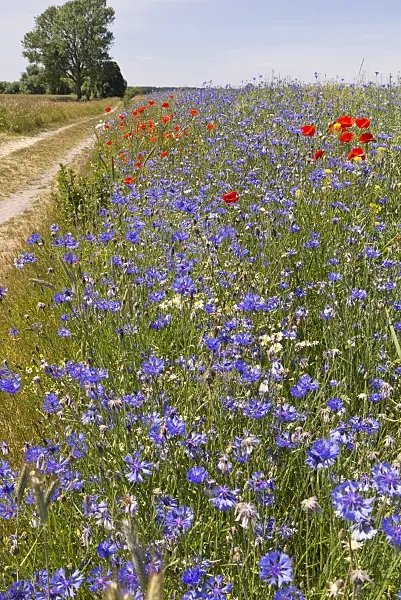 545153 - Cornflower (Centaurea cyanus), oxeye daisy (Leucanthemum vulgare) and corn poppy (Papaver rhoeas)
