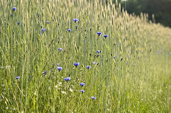 545046 - Cornflowers (Centaurea cyanus) and barley (Hordeum)