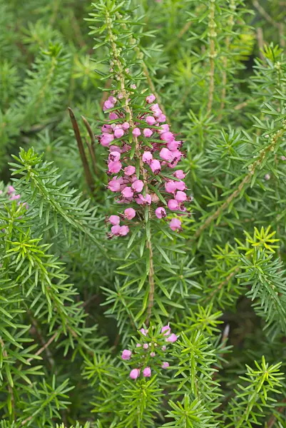 559029 - Cornish heath (Erica vagans 'Mrs D.F. Maxwell')