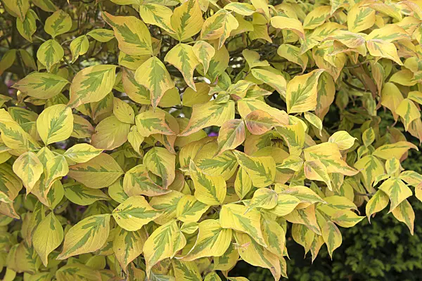 638064 - Cornouiller à fleurs d'Amérique (Cornus florida 'Cherokee Sunset')