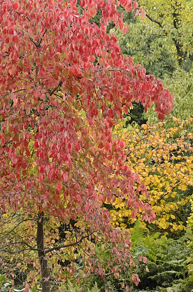 549129 - Cornouiller à fleurs d'Amérique (Cornus florida 'Eddie's White Wonder')