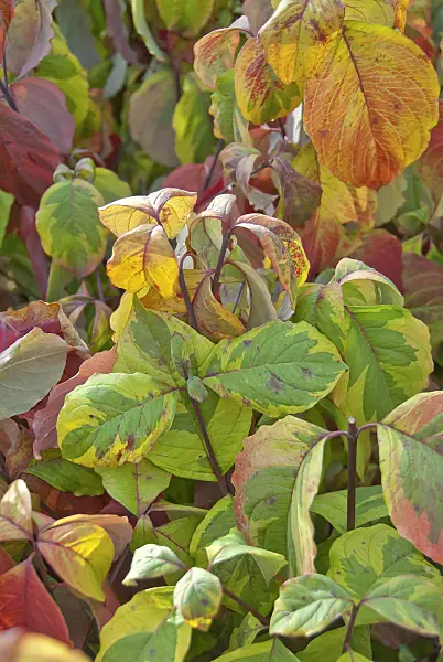502162 - Cornouiller à fleurs d'Amérique (Cornus florida 'Rainbow')
