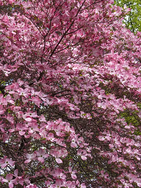 413007 - Cornouiller à fleurs d'Amérique (Cornus florida 'Rubra')