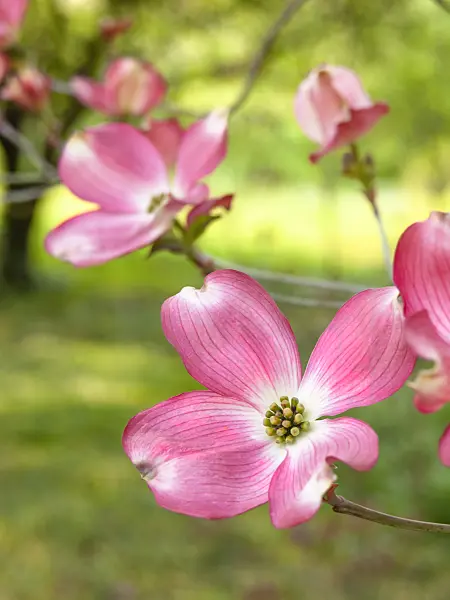 448043 - Cornouiller à fleurs d'Amérique (Cornus florida 'Rubra')