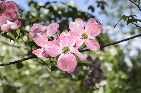 508086 - Cornouiller à fleurs d'Amérique (Cornus florida 'Rubra')