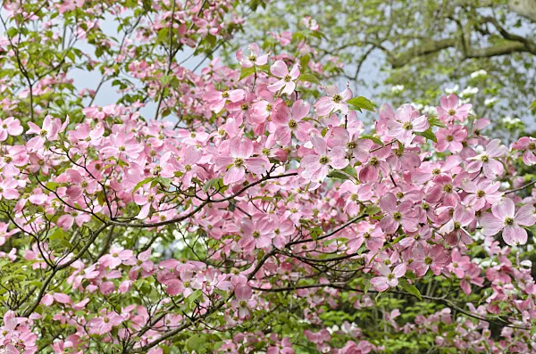 508096 - Cornouiller à fleurs d'Amérique (Cornus florida 'Rubra')
