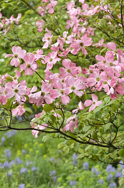 508098 - Cornouiller à fleurs d'Amérique (Cornus florida 'Rubra')