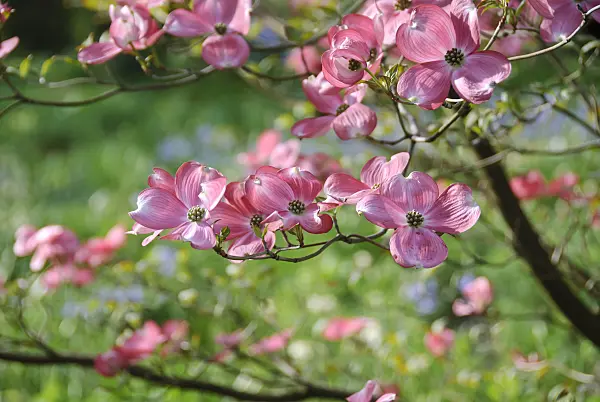 517159 - Cornouiller à fleurs d'Amérique (Cornus florida 'Rubra')