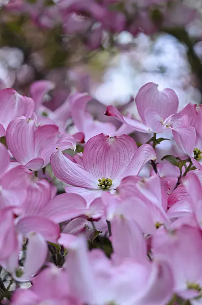 520191 - Cornouiller à fleurs d'Amérique (Cornus florida 'Rubra')