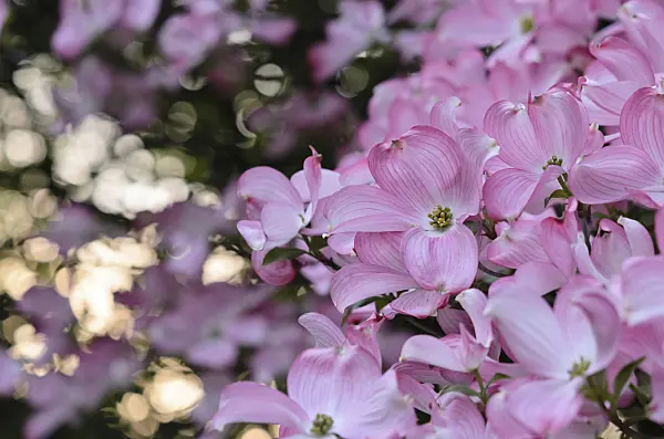 520192 - Cornouiller à fleurs d'Amérique (Cornus florida 'Rubra')