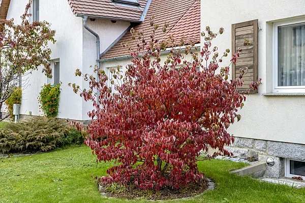 593056 - Cornouiller à fleurs d'Amérique (Cornus florida 'Rubra')