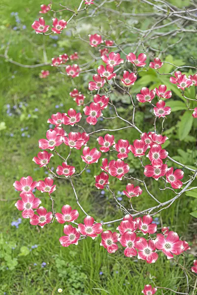 638065 - Cornouiller à fleurs d'Amérique (Cornus florida 'Rubra')
