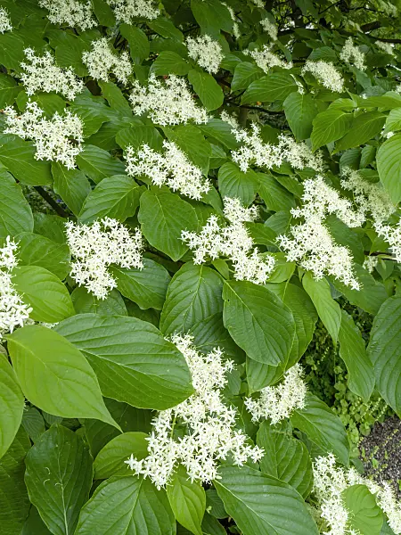 437389 - Cornouiller des pagodes (Cornus controversa)