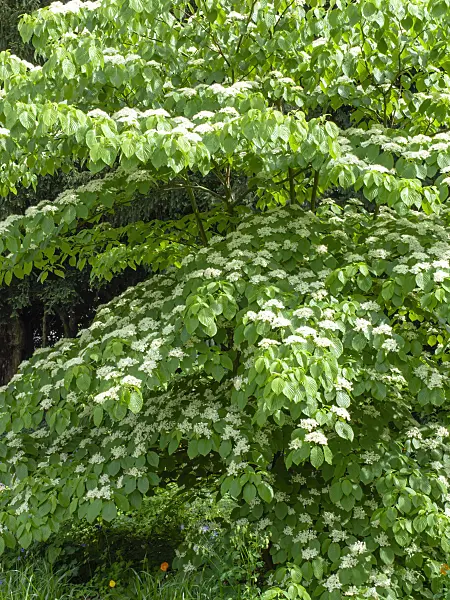 437390 - Cornouiller des pagodes (Cornus controversa)