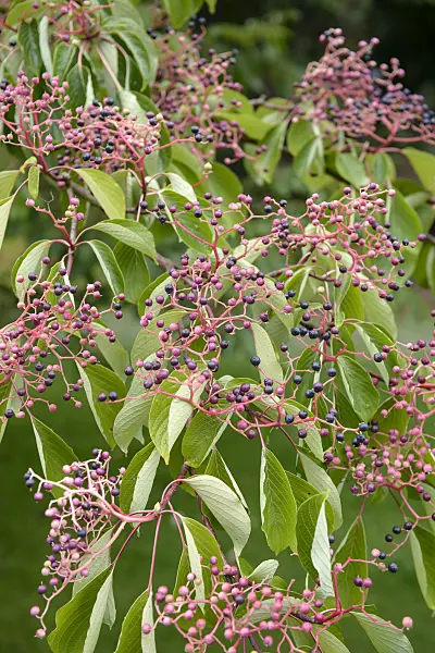 547119 - Cornouiller des pagodes (Cornus controversa)