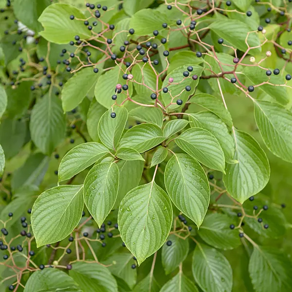 547120 - Cornouiller des pagodes (Cornus controversa)