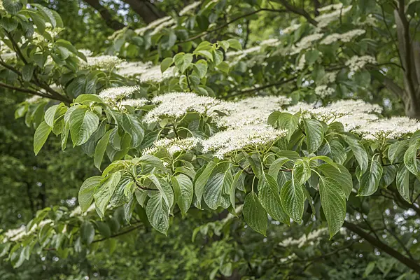 625164 - Cornouiller des pagodes (Cornus controversa)