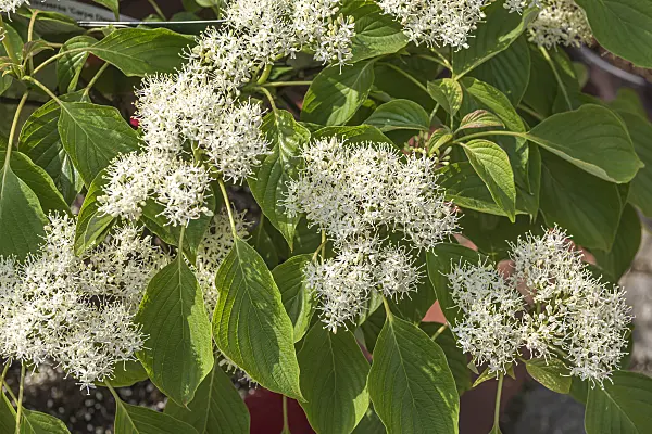 638060 - Cornouiller des pagodes (Cornus controversa 'Carpe Diem')