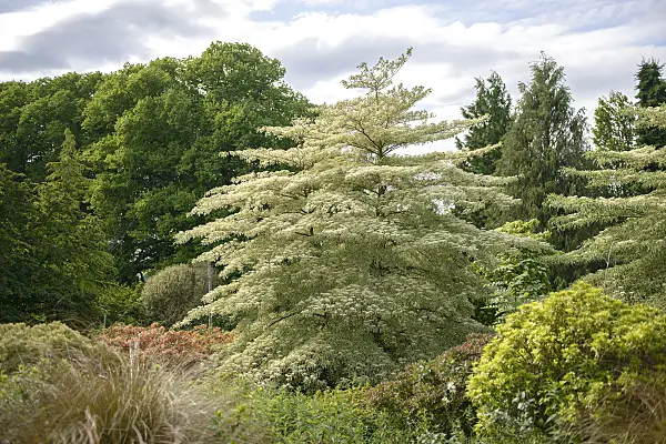 547116 - Cornouiller des pagodes (Cornus controversa 'Variegata')
