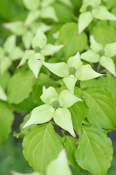 472144 - Cornouiller du Chine (Cornus kousa var. chinensis)
