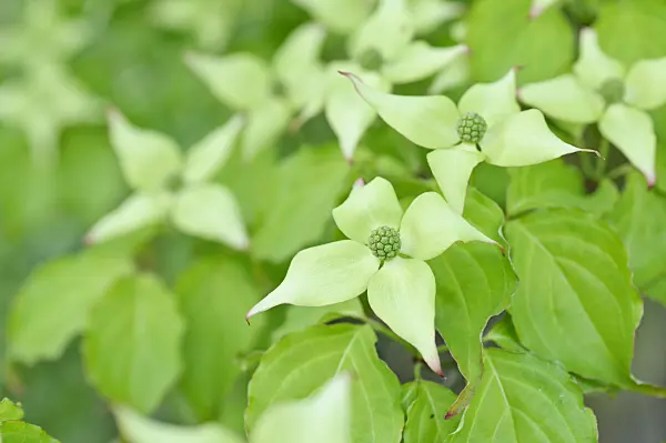 472145 - Cornouiller du Chine (Cornus kousa var. chinensis)