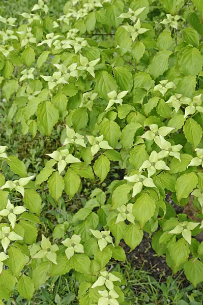 472146 - Cornouiller du Chine (Cornus kousa var. chinensis)