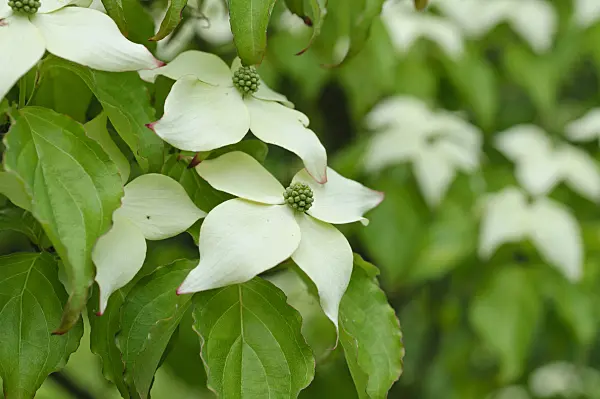 472288 - Cornouiller du Chine (Cornus kousa var. chinensis)