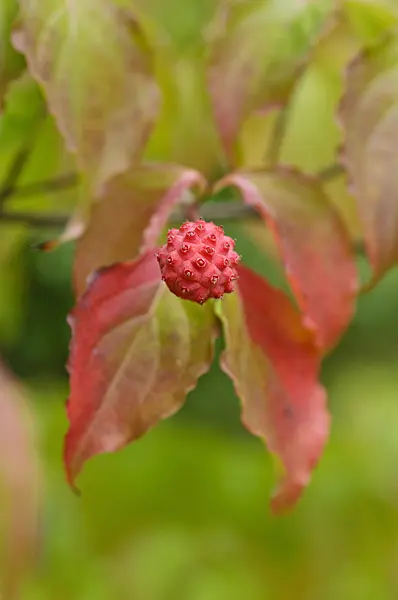 476166 - Cornouiller du Chine (Cornus kousa var. chinensis)