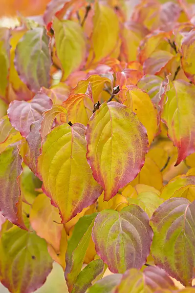 513124 - Cornouiller du Chine (Cornus kousa var. chinensis)