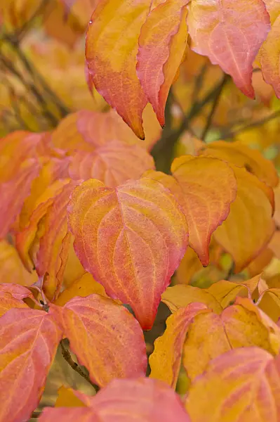513125 - Cornouiller du Chine (Cornus kousa var. chinensis)