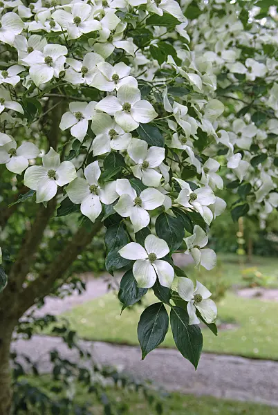 526092 - Cornouiller du Chine (Cornus kousa var. chinensis)