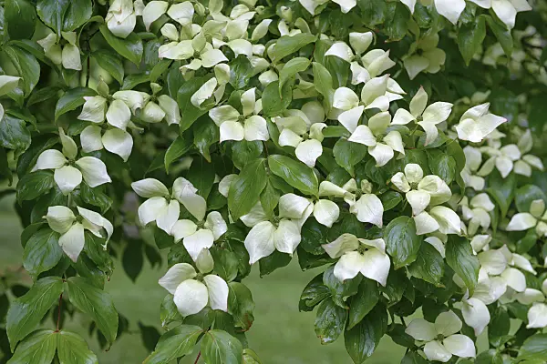 547124 - Cornouiller du Chine (Cornus kousa var. chinensis)