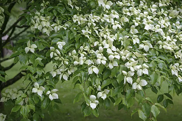 547125 - Cornouiller du Chine (Cornus kousa var. chinensis)