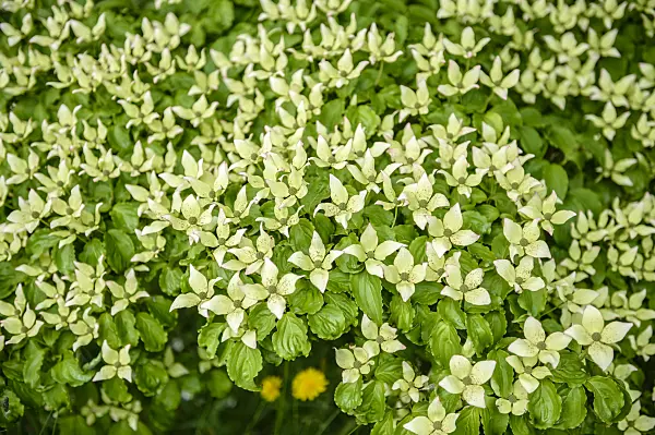 593061 - Cornouiller du Japon (Cornus kousa)